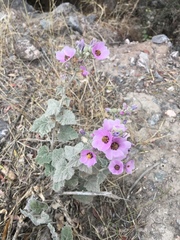 Sphaeralcea brevipes