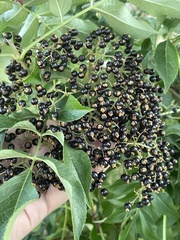 Sambucus canadensis
