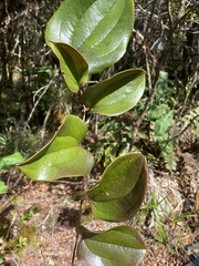 Smilax melastomifolia