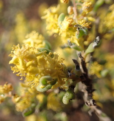Tetragonia fruticosa