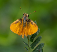 Copaeodes aurantiaca