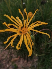Euryops speciosissimus