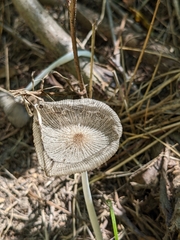 Lanatulae