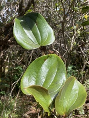 Smilax melastomifolia