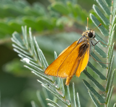 Copaeodes aurantiaca