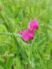 Lathyrus tuberosus