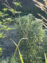 Eupatorium serotinum