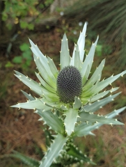 Eryngium proteiflorum