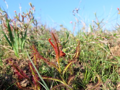 Drosera cistiflora