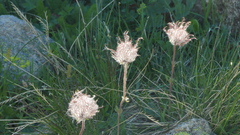 Geum montanum