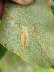 Phyllonorycter