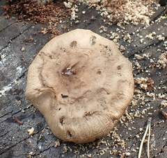Paxillus involutus