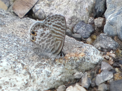 Leptotes marina