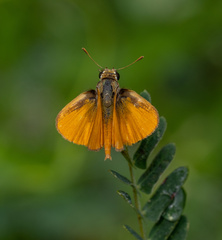 Copaeodes aurantiaca