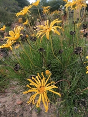 Euryops speciosissimus
