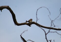 Contopus