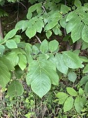 Cladrastis kentukea