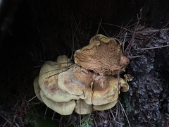 Pseudomerulius curtisii