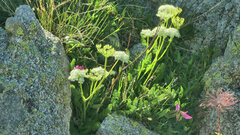Meum athamanticum
