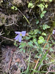 Pterolepis glomerata