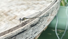 Onychargia atrocyana