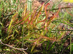 Drosera cistiflora