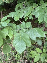 Cladrastis kentukea