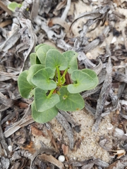 Calystegia soldanella