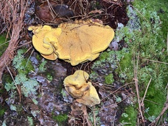 Pseudomerulius curtisii