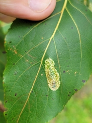 Phyllonorycter