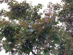 Calyptranthes pallens