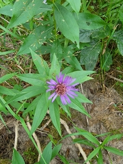 Asteraceae