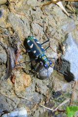 Cosmodela batesi