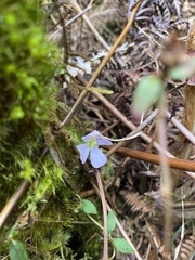 Pterolepis glomerata