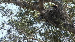 Terathopius ecaudatus