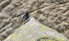 Phoenicurus ochruros gibraltariensis