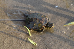 Emys orbicularis