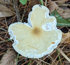 Ampulloclitocybe