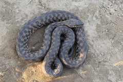 Natrix tessellata