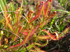 Drosera cistiflora