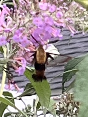 Hemaris