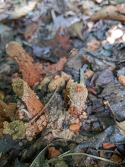 Calostoma ravenelii