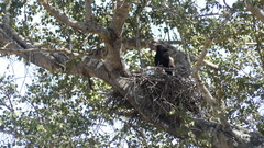 Terathopius ecaudatus