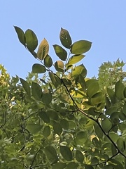 Cladrastis kentukea