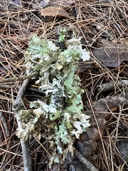 Platismatia tuckermanii