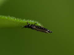 Thysanoptera