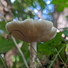 Ampulloclitocybe