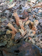Calostoma ravenelii