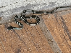Thamnophis proximus