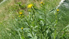Senecio pyrenaicus
